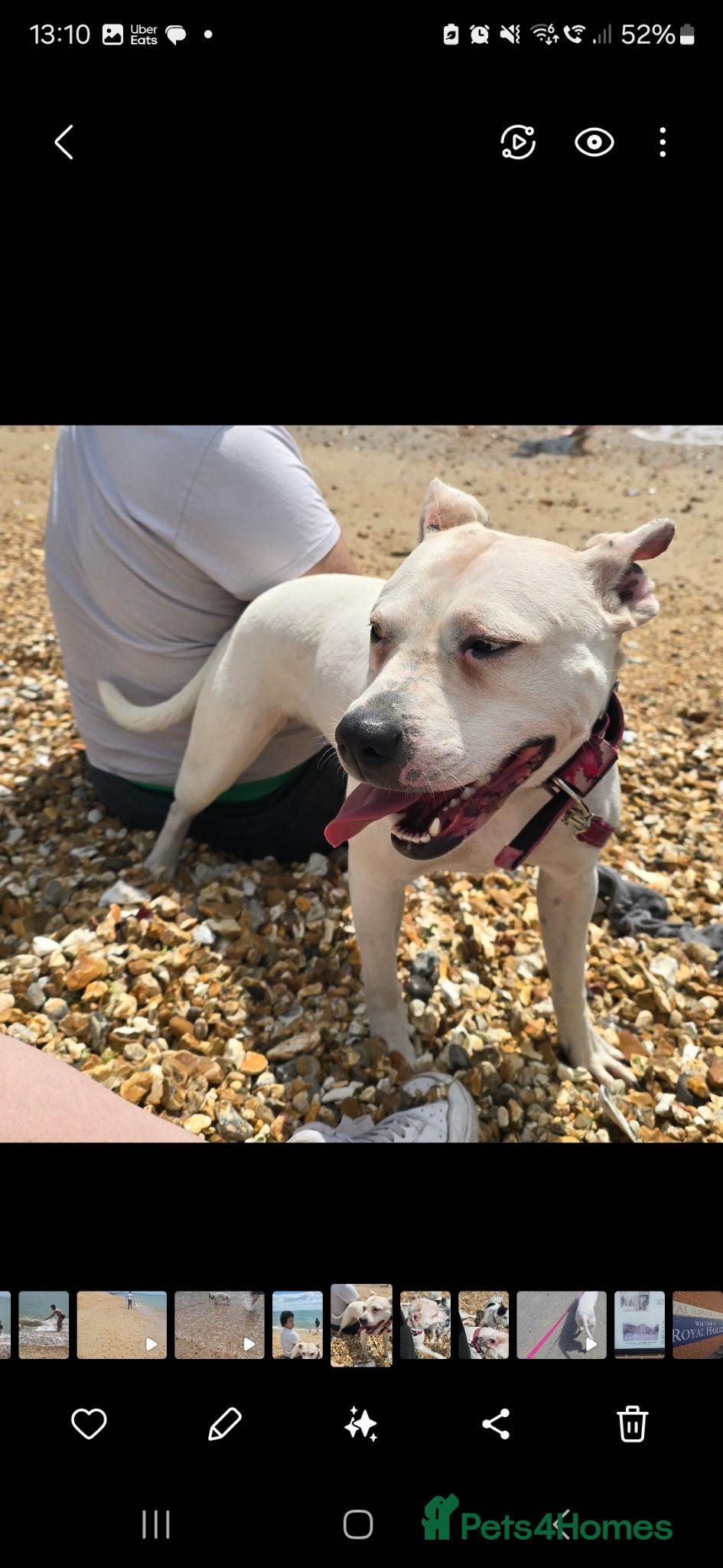 Staffordshire Bull Terrier dogs Urgent Rescue Sadie 3 years old - Advert 4