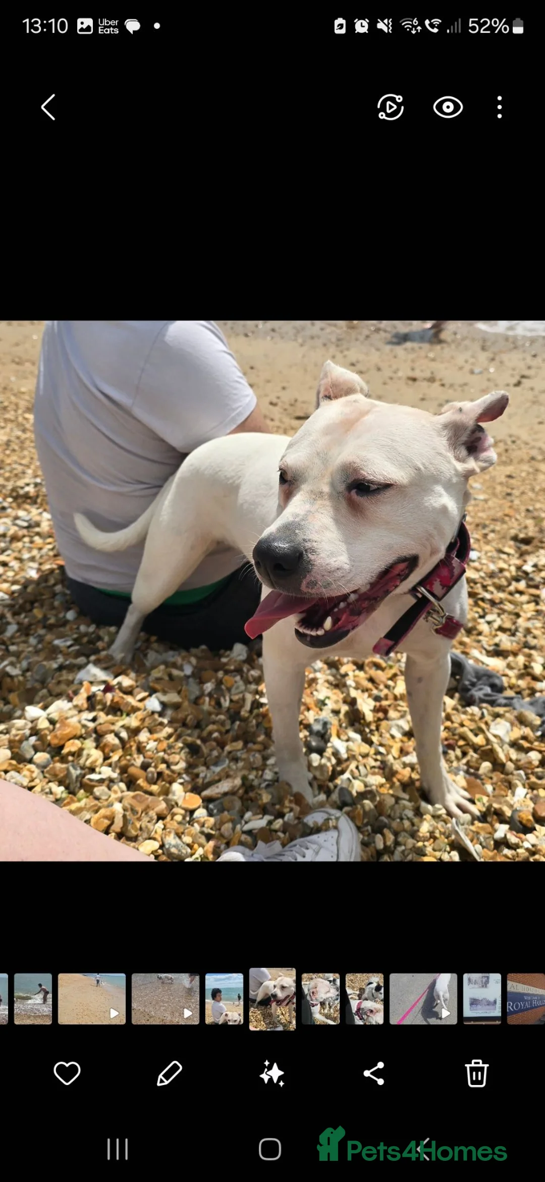 Staffordshire Bull Terrier dogs for sale: Urgent Rescue Sadie 3 years old - Advert 1