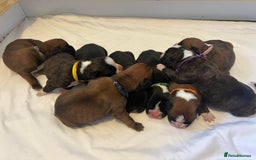 Boxer dogs for sale: Stunning Black and Brindle Boxer puppies - Image 2