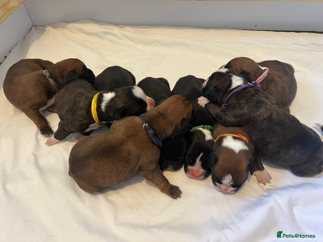 Boxer dogs for sale: Stunning Black and Brindle Boxer puppies - Image 2