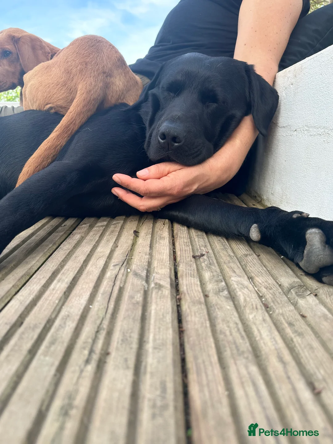 Labrador Retriever dogs for stud: For stud  in Market Drayton - Advert 13