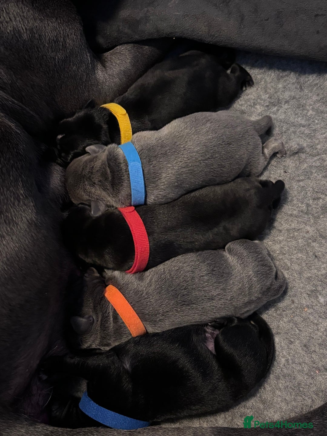 Staffordshire Bull Terrier dogs for sale: 4 Staffordshire Bull terrier Puppies  - Image 2