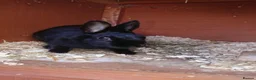 Netherland Dwarf rabbits for sale: Baby rabbits  - Advert 12