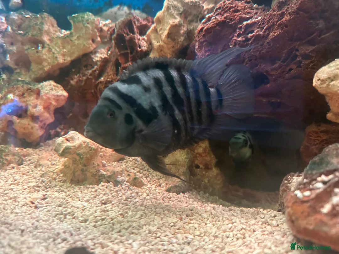 Cichlids fish for sale: Healthy Convict (Zebra) Cichlids for Sale!  - Advert 3