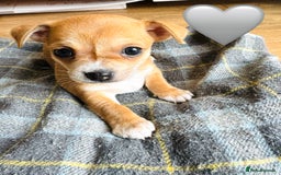 Chihuahua dogs for sale: Gorgeous Chihuahua Pups-only yellow girl left🐶💛 - Image 20