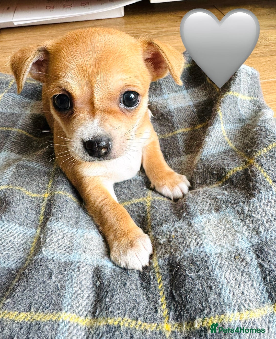 Chihuahua dogs for sale: Gorgeous Chihuahua Pups-only yellow girl left🐶💛 - Image 20