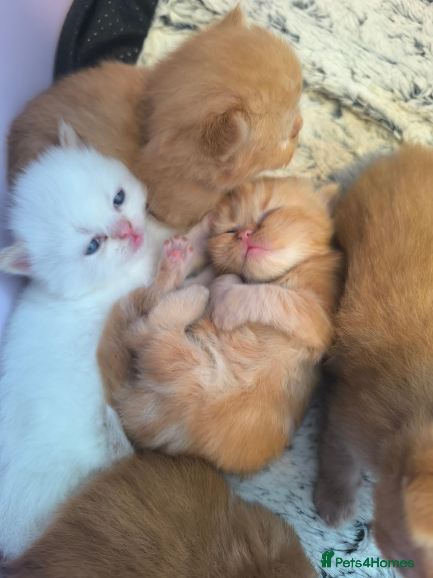 Persian cats Fluffy Ginger Persian Kittens, Doll & Peke face. - Advert 4