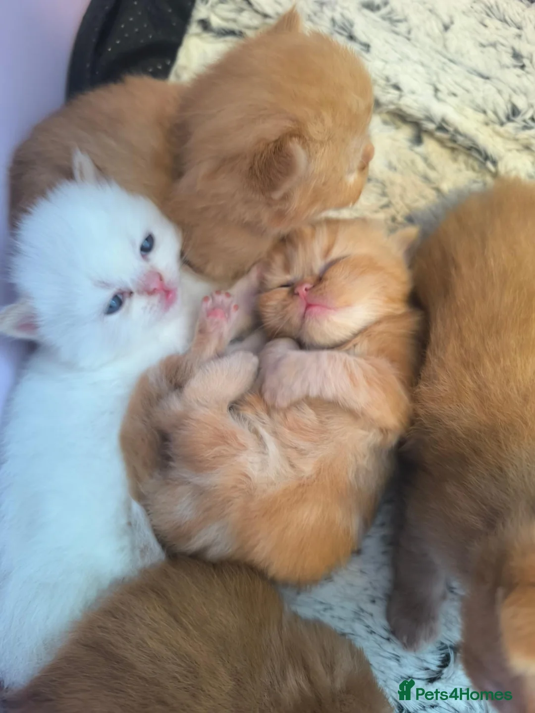 Persian cats for sale: Fluffy Ginger Persian Kittens, Doll & Peke face. - Advert 1