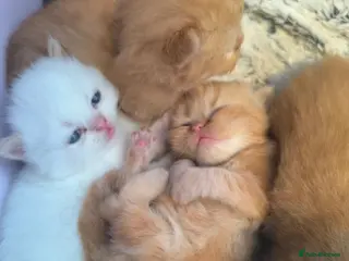 Persian cats Fluffy Ginger Persian Kittens, Doll & Peke face. - Advert 3