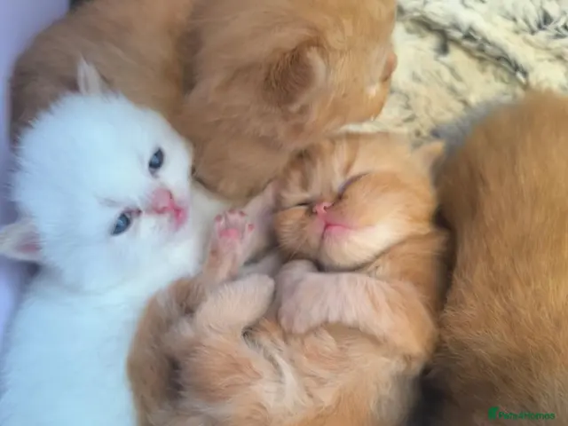 Persian cats for sale: Fluffy Ginger Persian Kittens, Doll & Peke face. - Advert 1