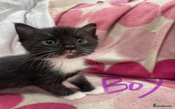 Maine Coon cats for sale: Half Maine Coon kittens - Image 4