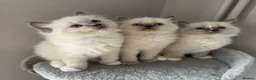 Ragdoll cats for sale: AMAZING PEDIGREE RAGDOLL KITTENS  - Advert 7