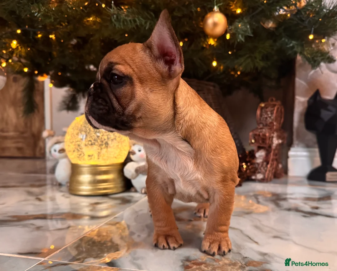 French Bulldog dogs for sale: Champion Sired last female Fawn French bulldog - Advert 22