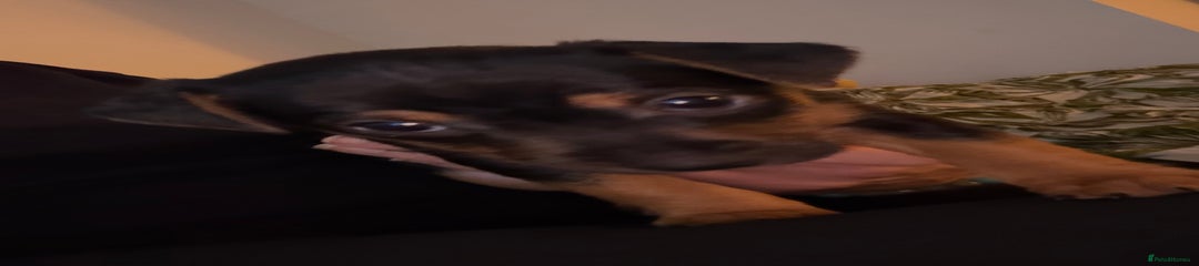 Jack Russell Puppy 4