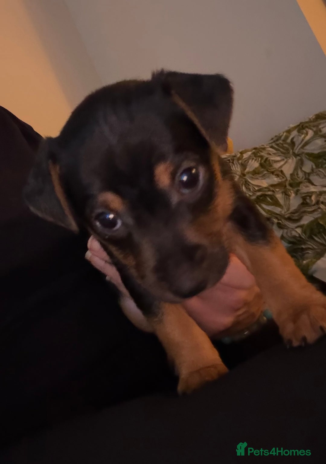 Jack Russell dogs for sale: Jack Russell Puppies - Advert 7