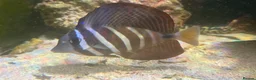 Angelfish fish for sale: mature marine tank closure  - Advert 18