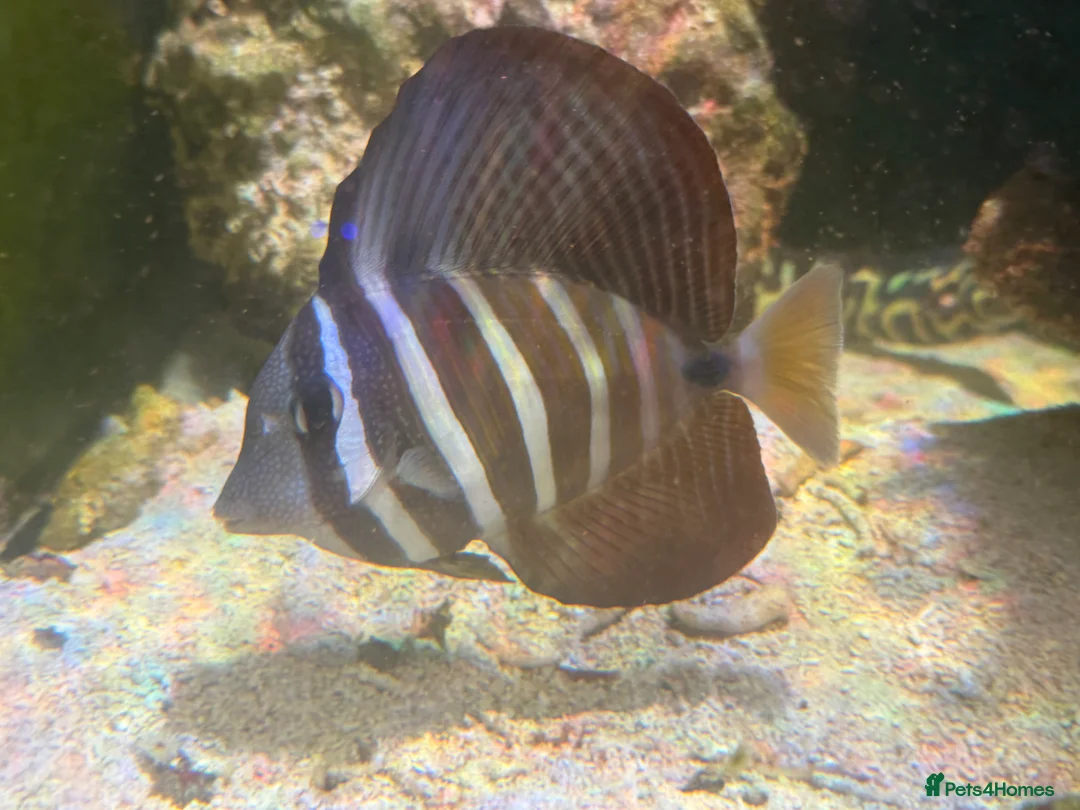 Angelfish fish for sale: mature marine tank closure  - Advert 18