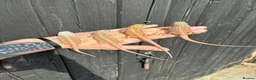 Bearded Dragon reptiles for sale: Various Bearded Dragon Morph Babies - Advert 12