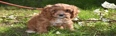 Cavapoo Puppy 1