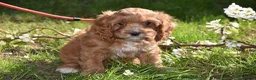 Cavapoo dogs for sale: Ready Now F1 Toy Cavapoo Puppies Health Tested - Advert 21