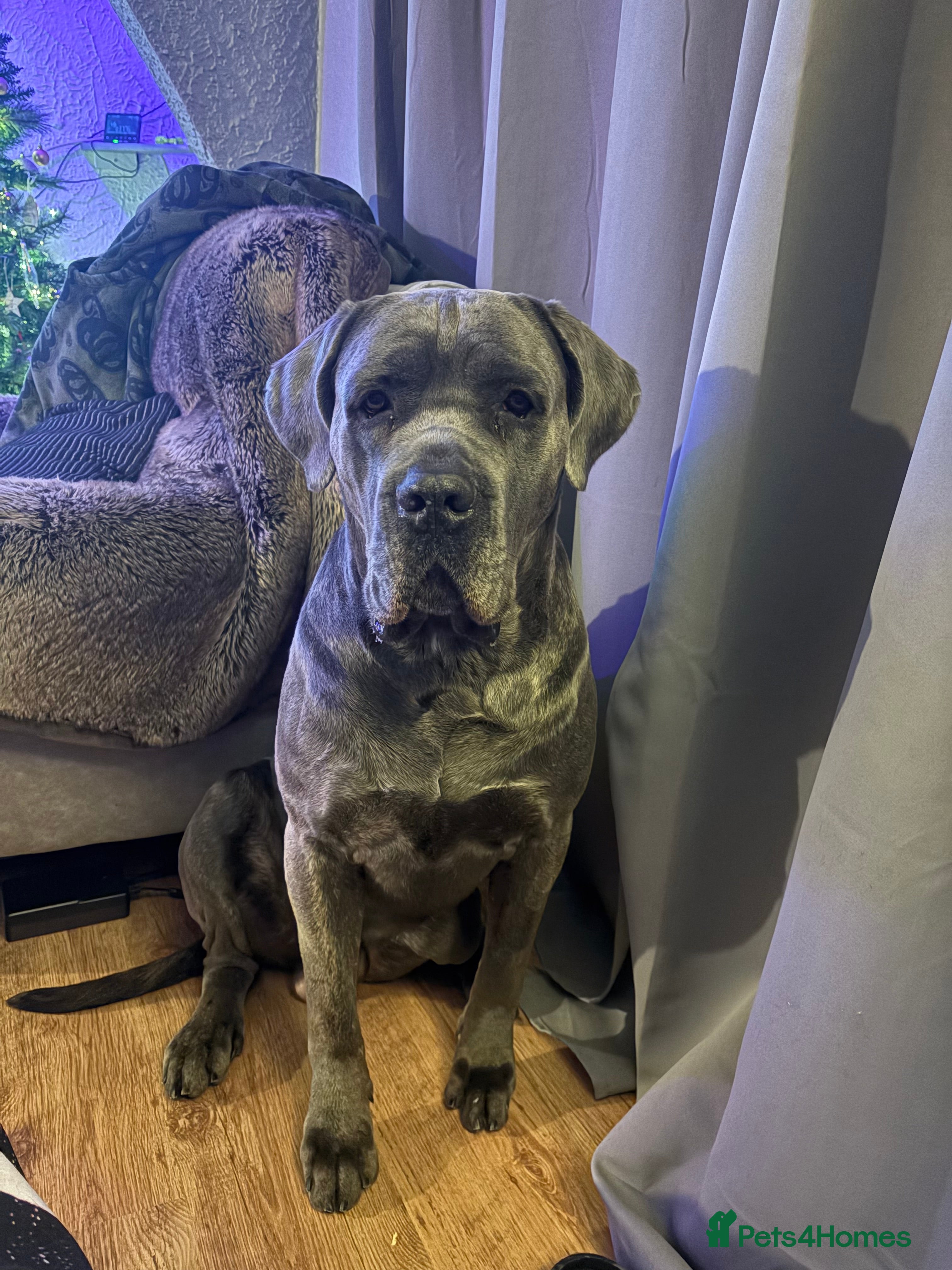 Cane Corso dogs 3 yo Cane Corso needs a new home!  - Advert 1