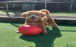 Cockapoo dogs for stud: Bruno  - Image 6