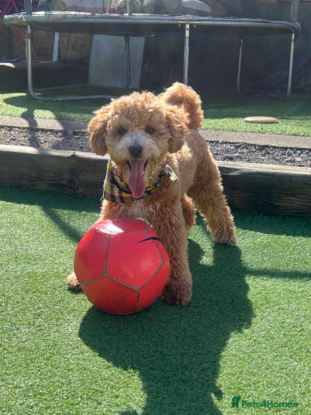 Cockapoo dogs for stud: Bruno  - Image 6