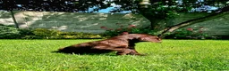 Sprocker dogs for sale: Stunning Sprocker Spaniel puppies  in Mansfield - Advert 22
