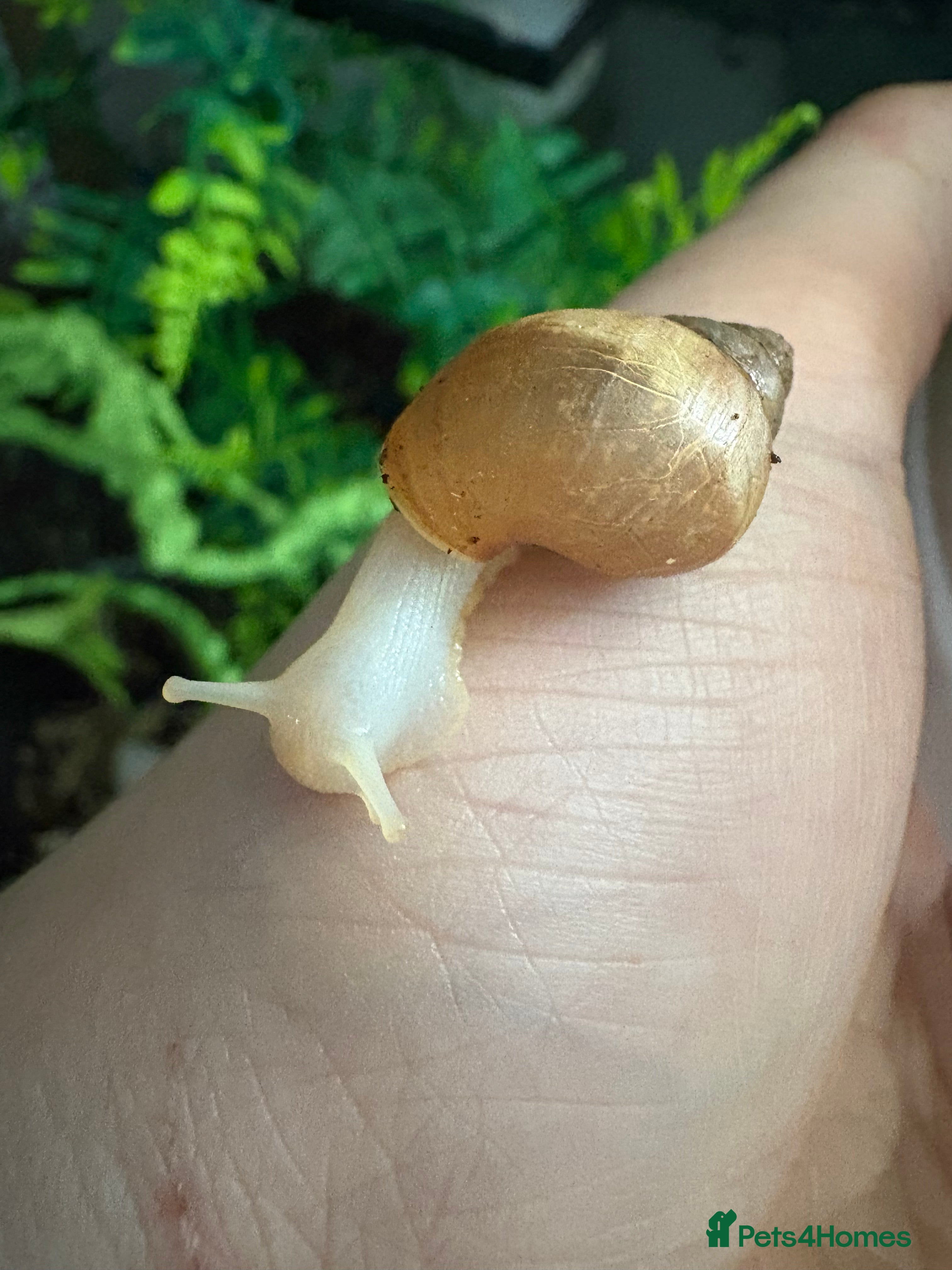 Snails invertebrates Giant African land snails  - Advert 8