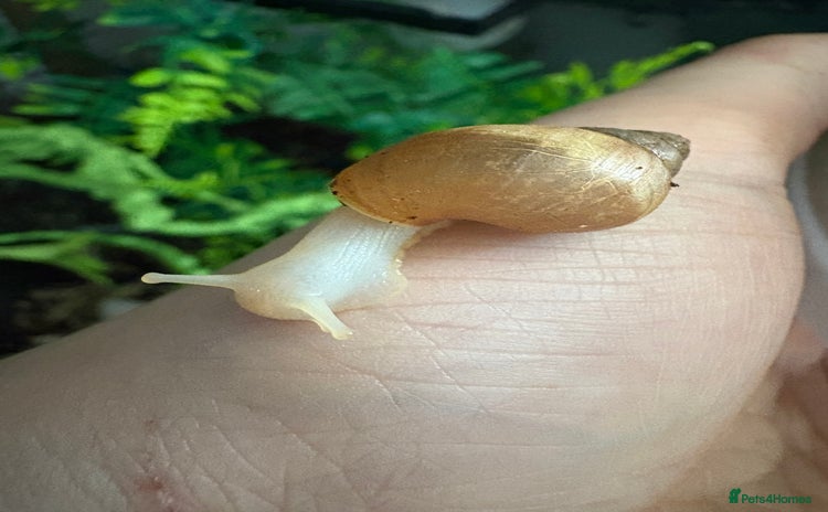 Snails invertebrates - Advert 2