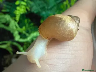 Snails invertebrates Giant African land snails - Advert 9