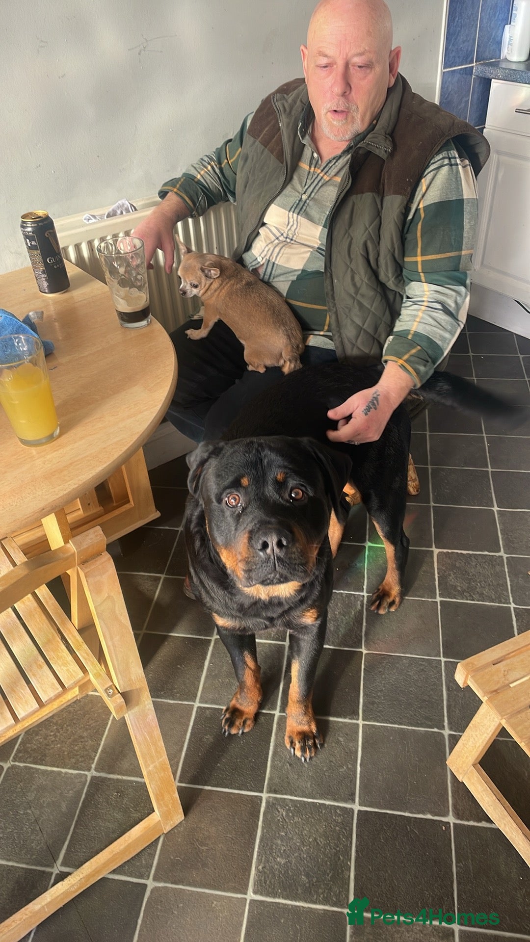 Rottweiler dogs To good home  - Advert 1