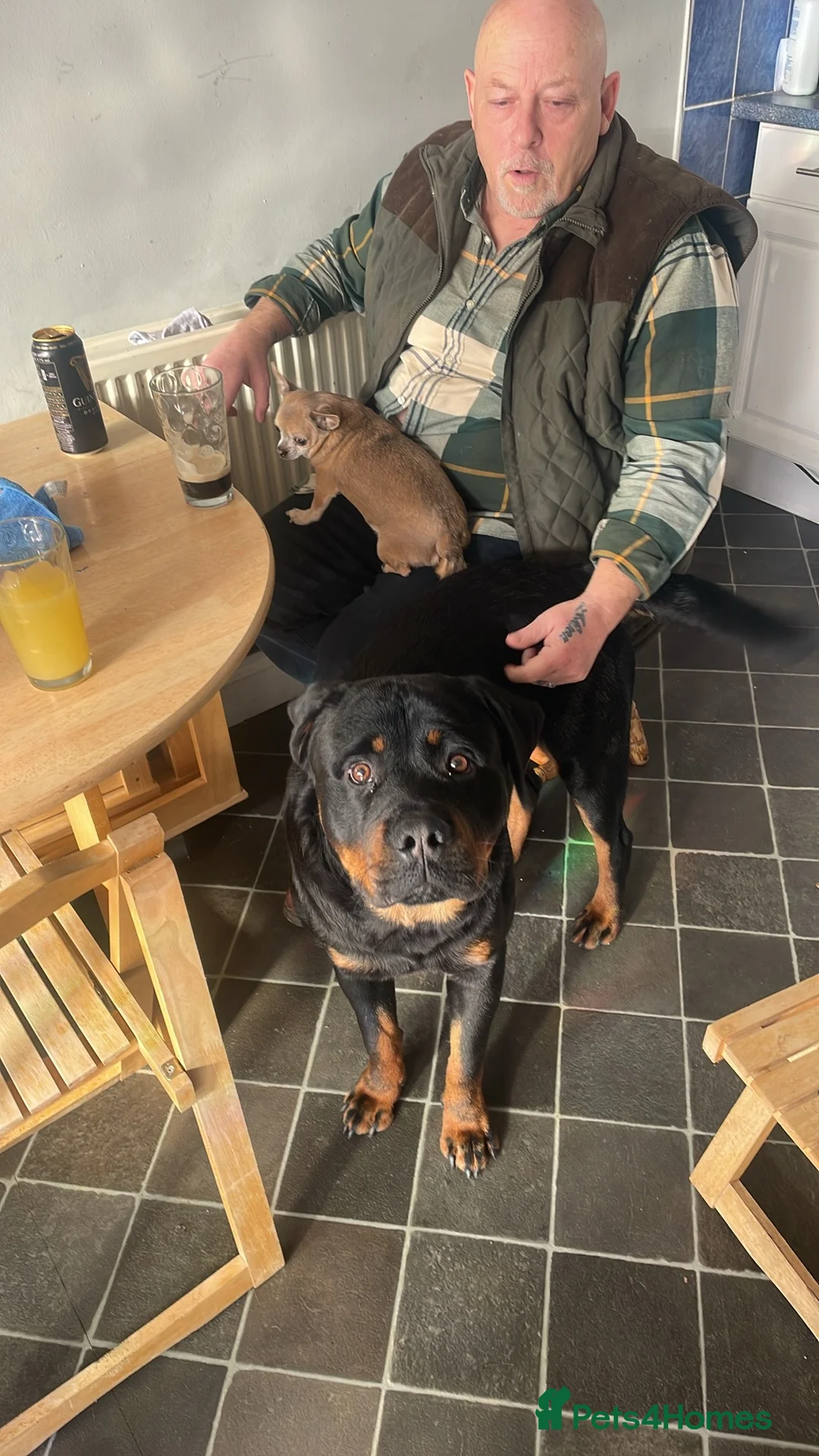 Rottweiler dogs for sale: To good home  - Advert 1