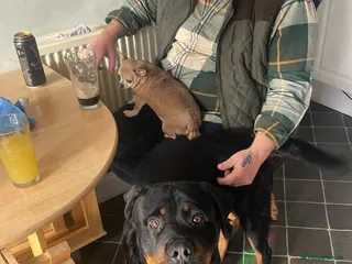 Rottweiler dogs To good home - Advert 3