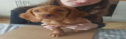 Sprocker dogs for sale: Sprocker puppy - Advert 3