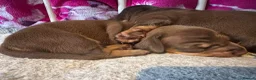 Miniature Dachshund dogs for sale: Stunning kc babies ready to leave ready for  **  in Portsmouth - Advert 5