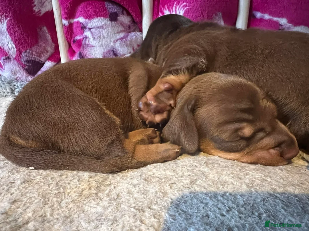 Miniature Dachshund dogs for sale: Stunning kc babies ready to leave ready for  **  in Portsmouth - Advert 5