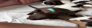 Cocker Spaniel 7