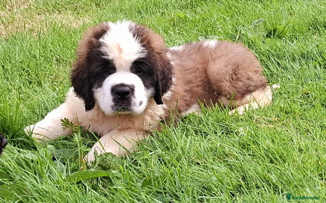Saint Bernard dogs for sale: KC reg Saint Bernard puppies READY NOW - Image 14