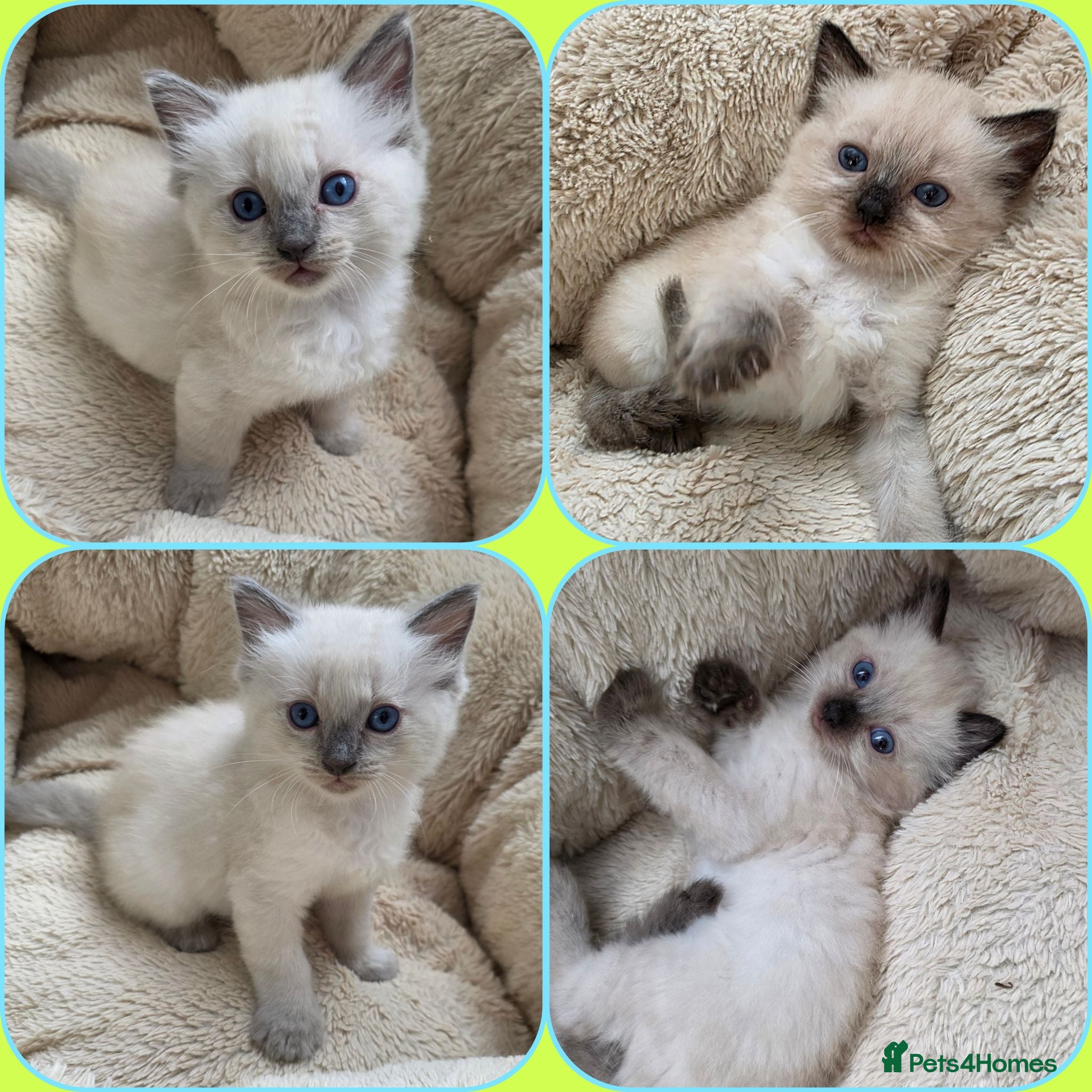Ragdoll cats Ragdolls kittens.Ready for pickup now😻🙀 - Advert 1