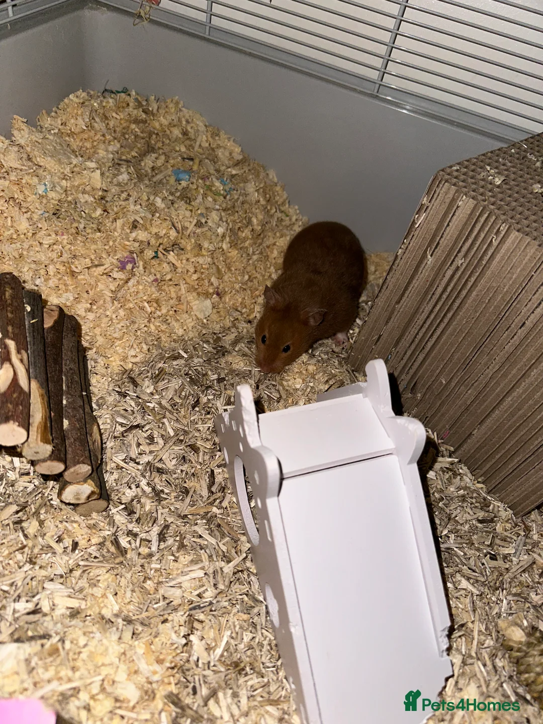 Hamster rodents for sale: Female Syrian hamster with cage - Advert 1