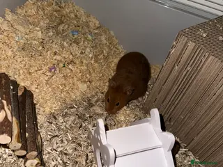 Hamster rodents Female Syrian hamster with cage - Advert 2