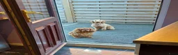 Cavapoo dogs for sale: CAVAPOO Female - Advert 8