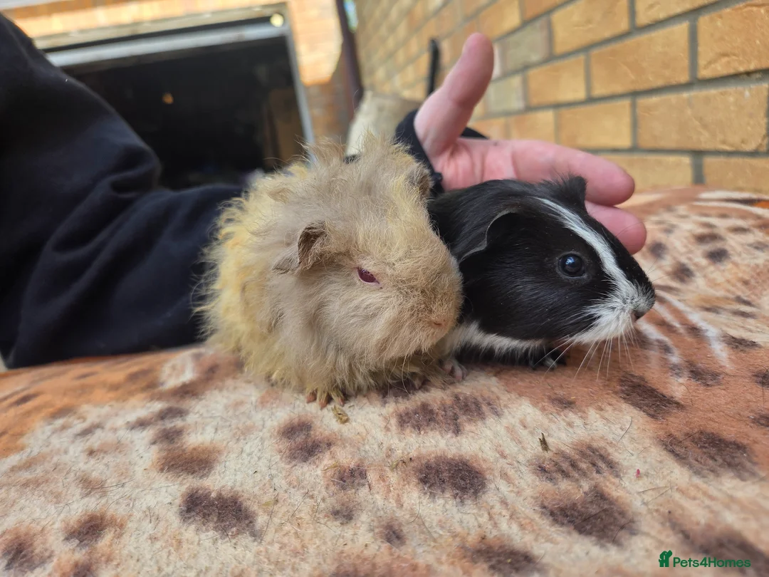Guinea Pig rodents for sale: Adorable guinea pigs looking for homes  - Advert 10