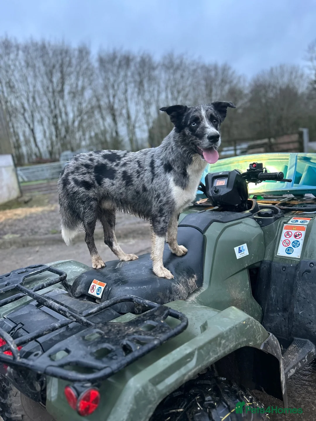 Border Collie dogs for stud: Blue Merle Stud  - Advert 2