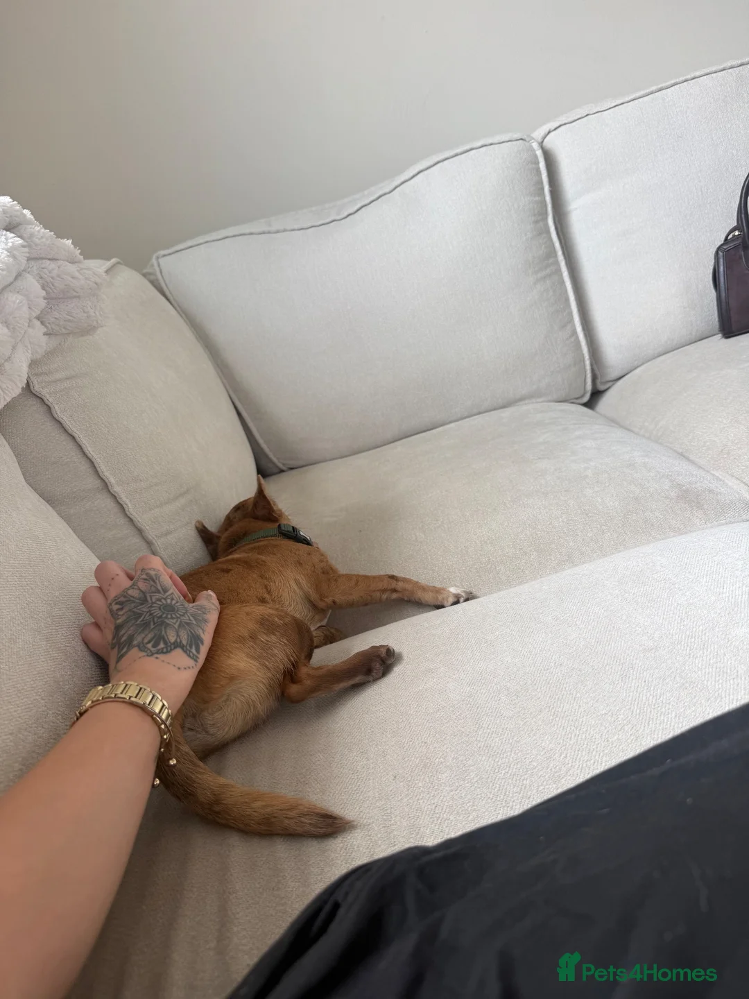 Chihuahua dogs for sale: 6 month old chihuahua puppy’s  - Advert 13