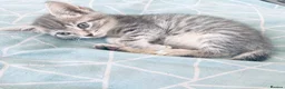 Mixed Breed cats for sale: Little Fluffs are looking for home - Advert 23