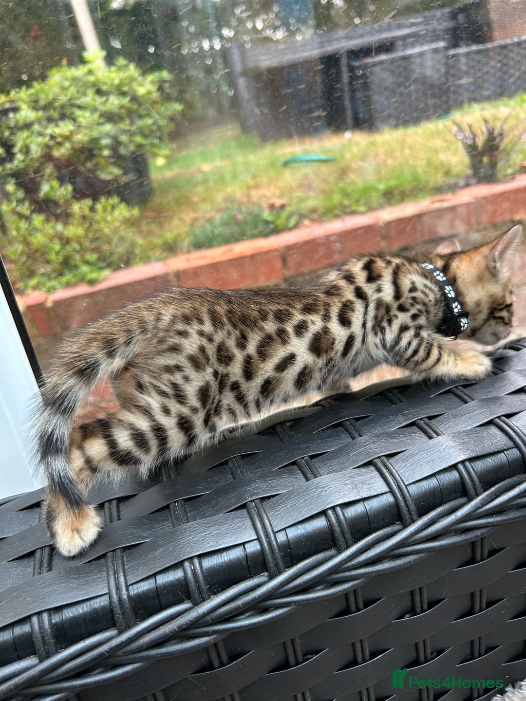 Bengal cats for sale: ❤️ PURE BENGAL KITTENS FOR RESERVATION! ❤️ in Birmingham - Image 20