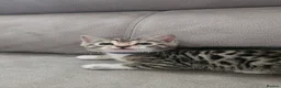 Bengal cats for sale: Bengal kittens - Advert 19