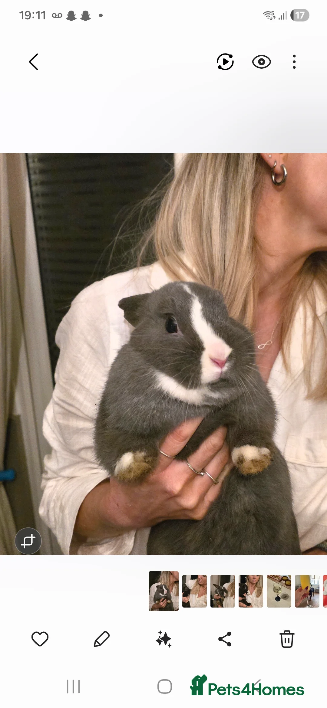 Mixed Breed rabbits for sale: Netherland/lopped rabbits  in Borehamwood - Advert 4